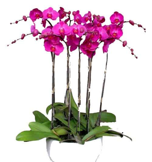 special-potted-orchids-10-500x531