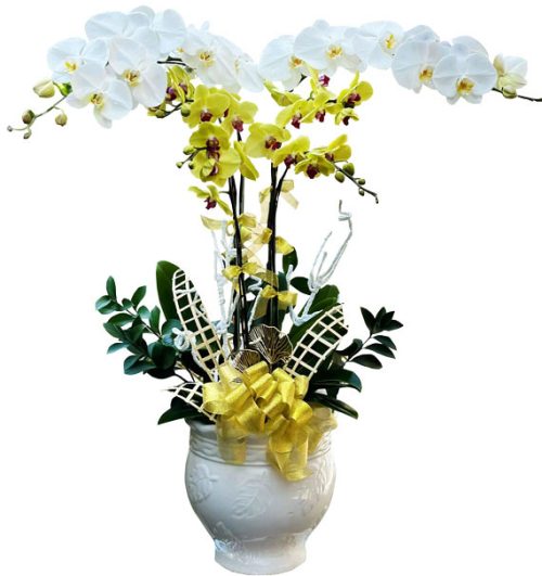 special potted orchids 11