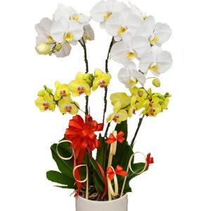 special-potted-orchids-11