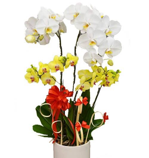 special-potted-orchids-11-500x531