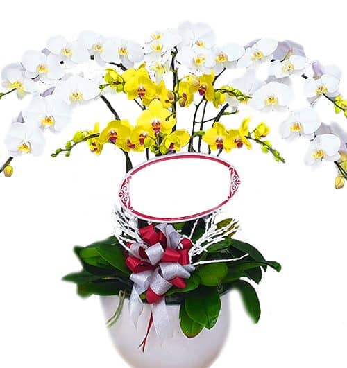 special-potted-orchids-12