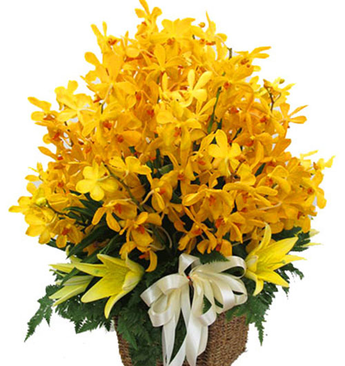 yellow-orchid-03