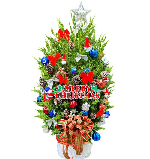 fresh christmas tree vietnam 20