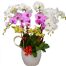 poted-orchids-for-tet-23