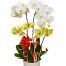 special-potted-orchids-11-500x531
