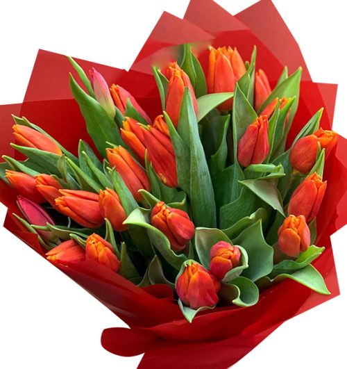 tulip-flowers-10