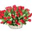 tulip-flowers-26
