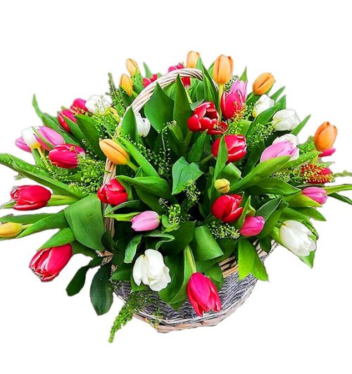 tulip-flowers-27