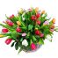 tulip-flowers-27