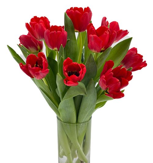 tulip-flowers-in-vase-01