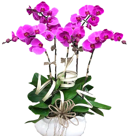 potted-orchids-christmas-15