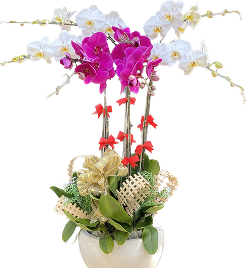 potted-orchids-christmas-17