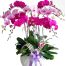 potted-orchids-christmas-18