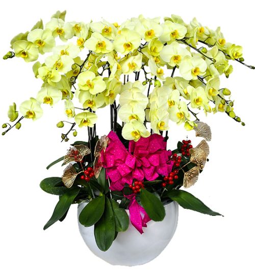 potted-orchids-christmas-23