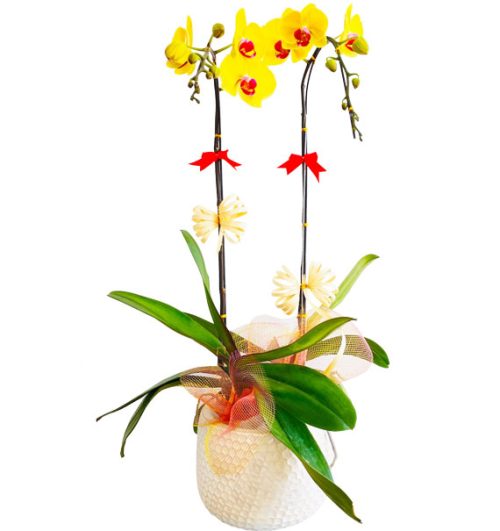 potted-orchids-christmas-4