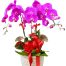 potted-orchids-christmas-8