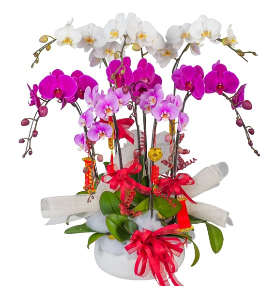 potted orchids for tet 31