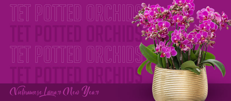 tet potted orchids vietgifts banner 800x350