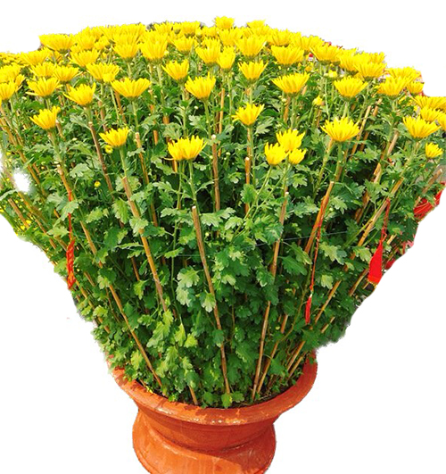 A Pots Of Yellow Chrysanthemum