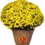 A Pots Of Yellow Mum Chrysanthemum