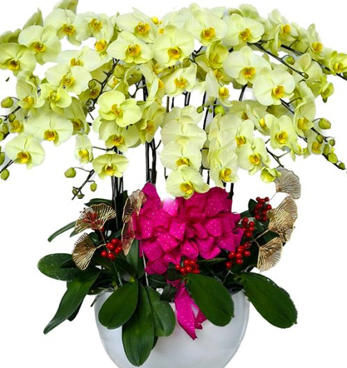 Orchids for Mom 21