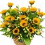 mothers day flowers 09