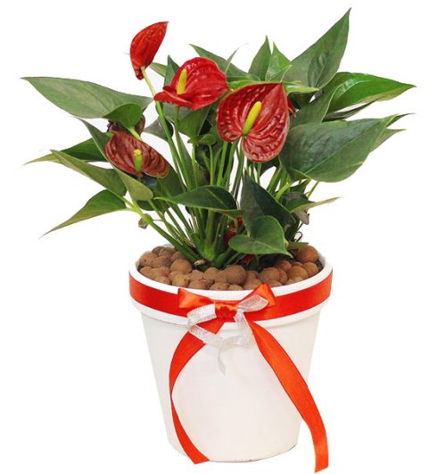 a pot of anthuriums plant