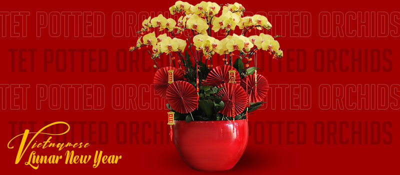 tet potted orchids banner 800x350