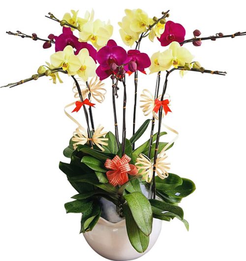 womens day potted orchids vietnam 22