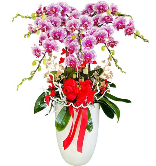 womens day potted orchids vietnam 23